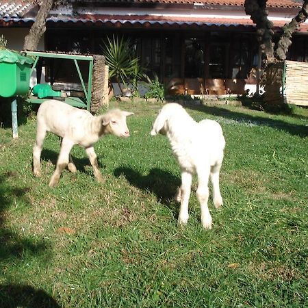 Agriturismo La Vecchia Dolceacqua Villa Eksteriør bilde