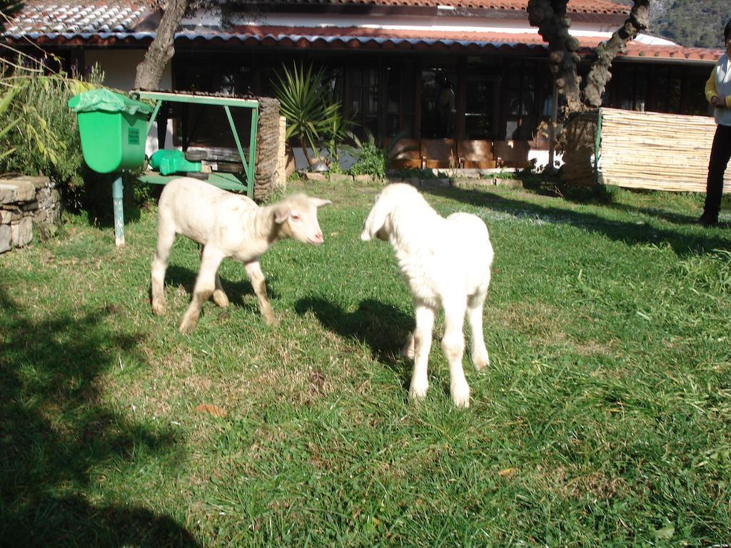 Agriturismo La Vecchia Dolceacqua Villa Eksteriør bilde